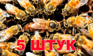 Матка Бакфаст (НЕ плідна) - 5 бджоломаток 2024