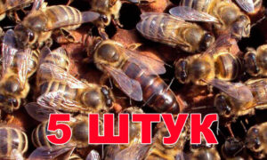 Матка породы Карника (не плодные) - 5 пчеломаток 2024