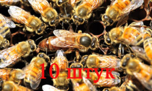 Матка Бакфаст (НЕ плідна) - 10 бджоломаток 2024