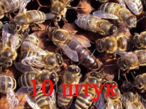 Матка породы Карника (не плодные) - 10 пчеломаток  2024
