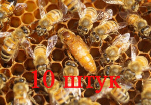 Матка Кордован (Cordovan) (Не плідна) - 10 бджоломаток
