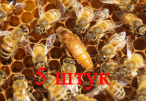 Матка Кордован (Cordovan) (не плодная) - 5 пчеломаток 2024