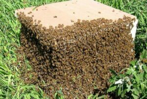 как предупредить роение пчел