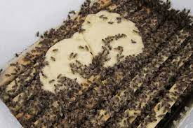 Зимовий період: як подовжити життя бджолам